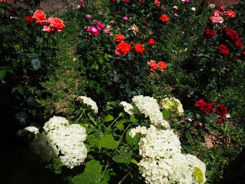 a garden filled with red and white flowers at Baktygul guesthouse in Naryn