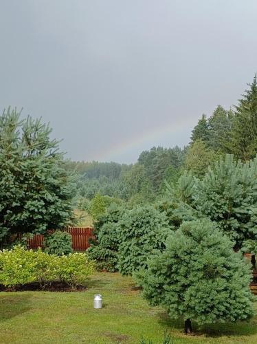 a garden with trees and bushes in a yard at sosnowelowe in Lamkowo