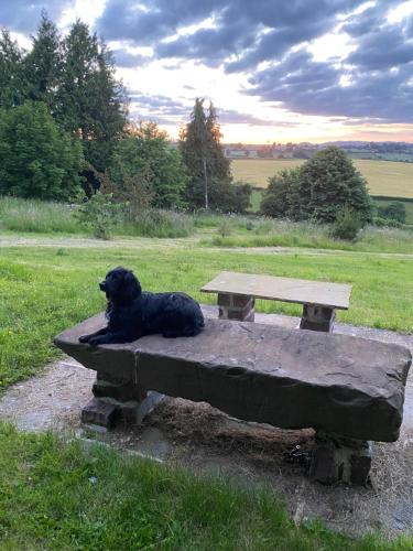 a dog laying on a bench next to a picnic table at Thatch Close Cottages in Ross on Wye