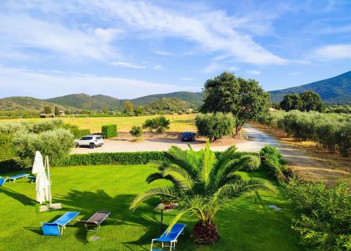 a view of a yard with chairs and a palm tree at Agriturismo Ristorante Monte Argentario in Monte Argentario