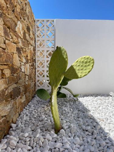 a cactus in the corner of a room at Kastro Antiparos in Antiparos