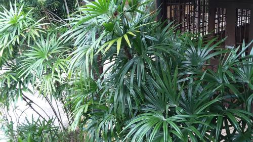 a group of palm trees in front of a building at Fueangfu Villa Chaweng in Chaweng