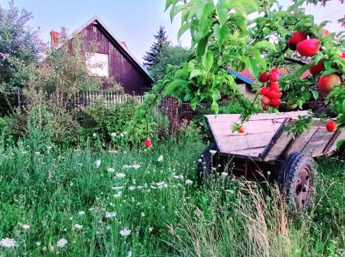 a wheelbarrow filled with tomatoes in a garden at Willa Reglówka Stylowy dom Pachnący ogród in Wola Krakowiańska