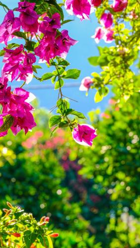 a bunch of pink flowers hanging from a tree at Lemon Garden Lodge in Cıralı