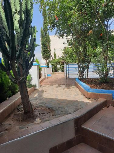 una escalera con un árbol y un cactus en Dar ElBiad large family house en Ifargane
