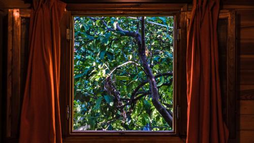a window in a room with a tree behind it at Lemon Garden Lodge in Cıralı