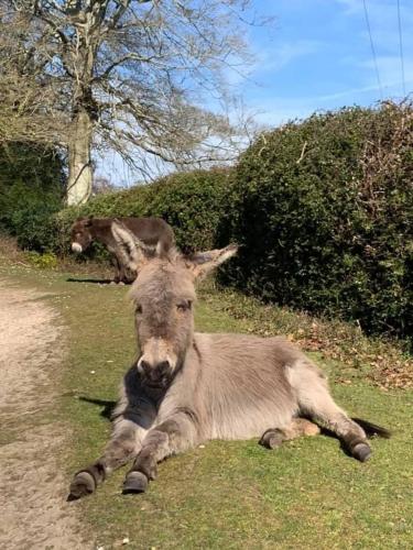 a goat laying on the grass in a field at Mill Lane Farm Holiday Cottages in Lyndhurst