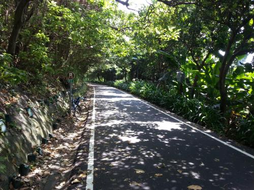 a road in the middle of a forest with trees at 花蓮阿羅國際青年旅舍民宿 in Hualien City