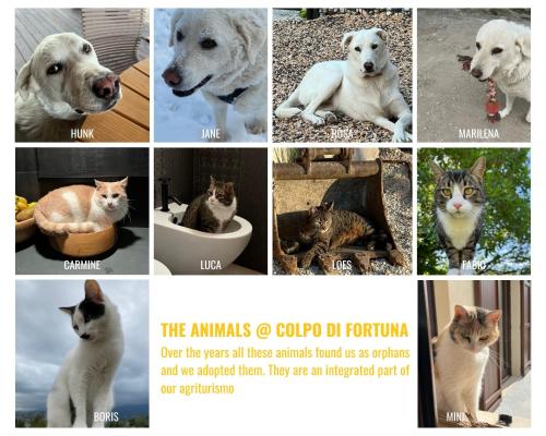 Huéspedes con una o varias mascotas en Agriturismo Colpo di Fortuna