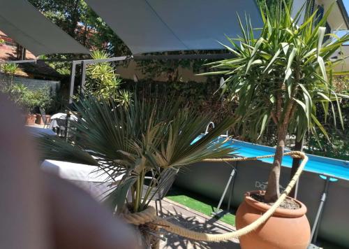 een groep planten in potten naast een zwembad bij Hotel Raphael in Montecatini Terme