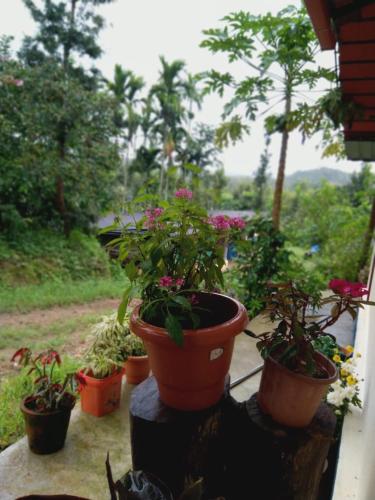 a group of potted plants sitting on a porch at Dreamwood FarmStay in Hassan
