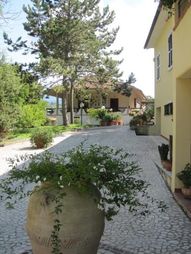 a large plant in a large pot on a street at Valle degli Ulivi appartamento in Terni