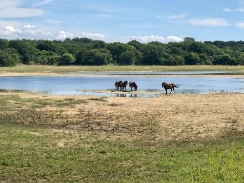 a group of horses drinking water from a river at Ferienhaus Glücklich am Meer 3 mit Wellnesszugang in Egmond aan Zee