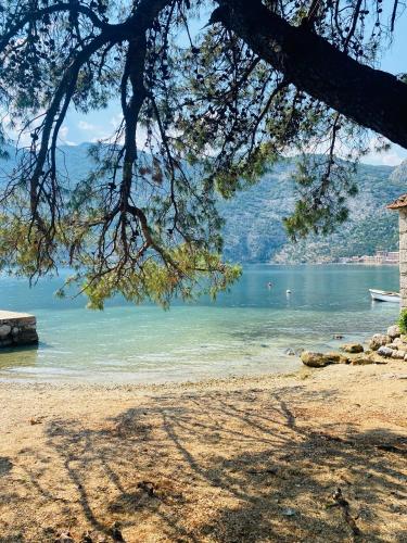 a view of a beach with a tree at Villa Blanca in Risan