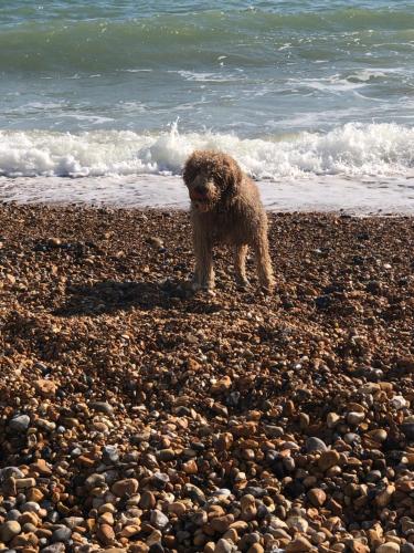 Poets Rest, free parking, EV socket fees apply walk to beach photo 28
