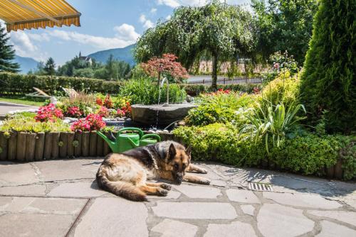 a dog laying on the ground in a garden at Ferienhof Thumburg in Campo di Trens