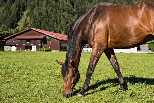 a brown horse grazing in a field of grass at Ferienhof Thumburg in Campo di Trens