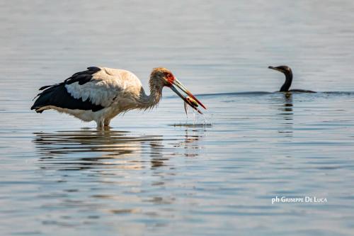 a bird standing in the water with a fish in its mouth at La Balsa in José Ignacio