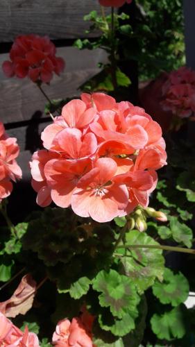a bunch of pink flowers in a garden at Ferienwohnung Ronja in Stubenberg