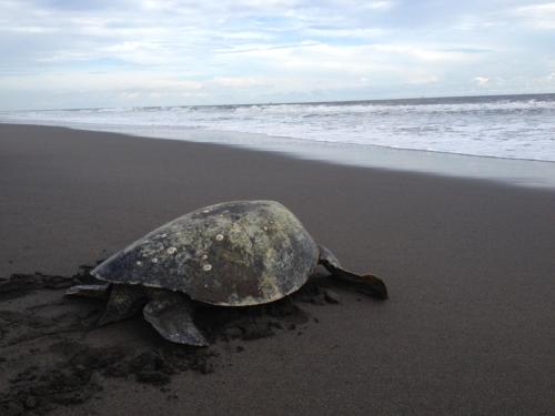 a turtle is laying on the beach at Hotel Cafe del Sol in Monterrico