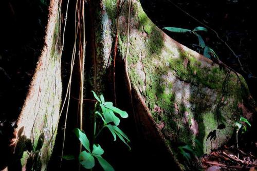 a tree with green moss on the side of it at Hotel Casa Perico in Rio Dulce