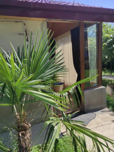 a palm tree in front of a house at Family Guest House Marso in Ssatschcheri