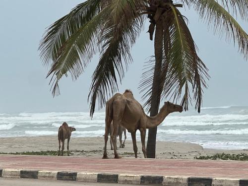 a camel and a calf standing under a palm tree on the beach at Lovely Beach Apartment in Salalah