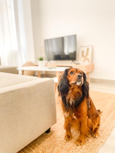 a dog sitting next to a couch in a living room at A Lobeira Grande by ALÔGA in Cee