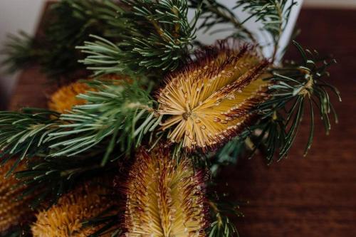 a bunch of christmas tree branches with pine cones at The Watch House - Panoramic Views of Bicheno Ocean in Bicheno