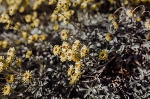 a bunch of yellow flowers in a field at The Watch House - Panoramic Views of Bicheno Ocean in Bicheno