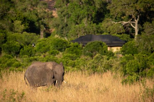 an elephant walking through a field of tall grass at Elewana Sand River Mara in Talek