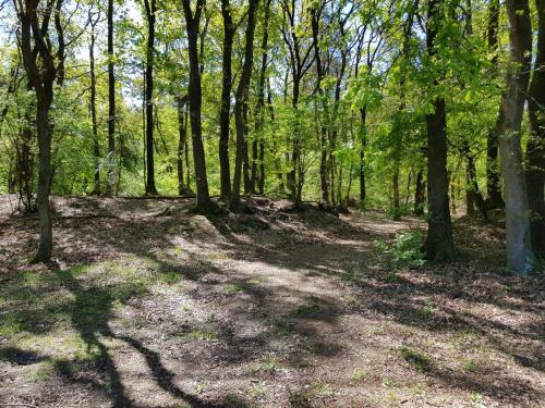 a wooded area with trees casting shadows on the ground at Comfortabel tot rust komen in het Veluwse bos in Otterlo