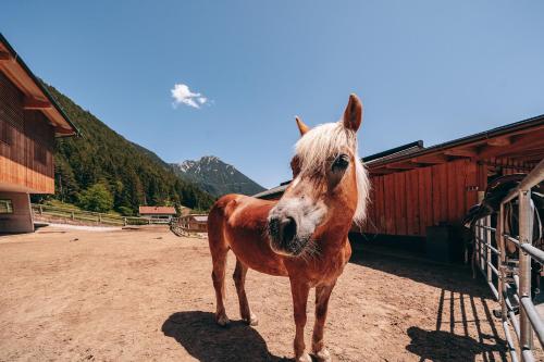 a brown horse standing in front of a barn at Familienresort Buchau in Maurach