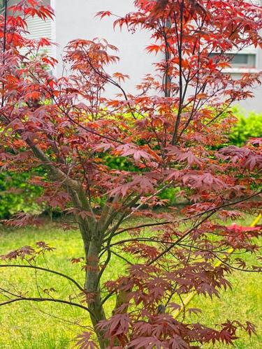 a tree with red leaves in the grass at Blue Garden Villa, Gjiri i Lalezit in Durrës