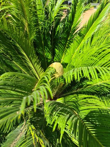 a palm tree with a bunch of green leaves at B&B Finca la Yuca "Un paraíso en Ontinyent" in Ontinyent