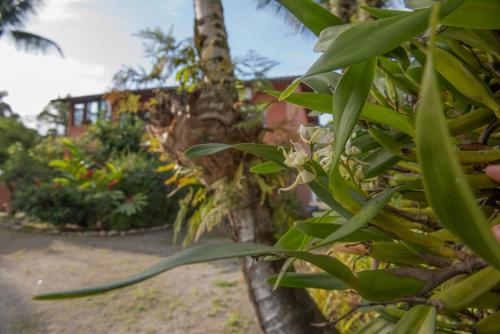a close up of a tree with green leaves at Residencial Solar do Pescador in São Sebastião