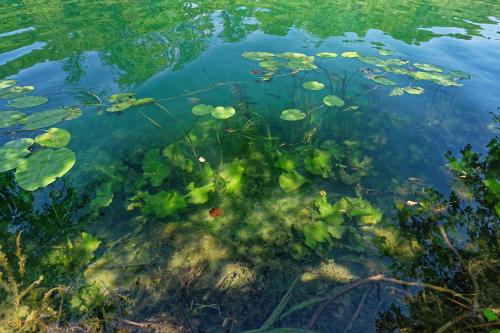 a body of water with algae and plants at Lavanda Land - Villa Tanya Mrežnica in Donji Zvečaj