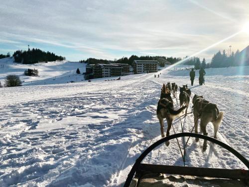 a group of dogs standing in the snow at Panorama apartmán 44-C in Donovaly