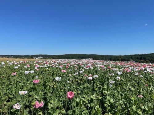 Un paisaje natural cerca del departamento