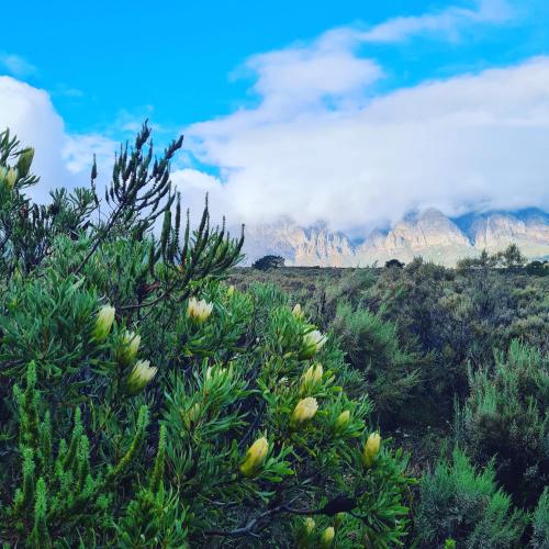 a tree with flowers in the foreground with mountains in the background at Exquisite chalet on private nature reserve in Wolseley