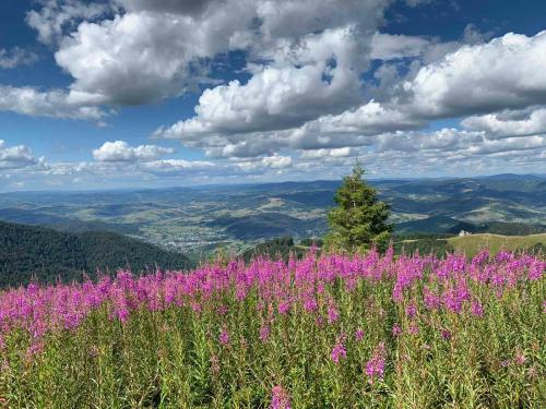 a field of pink flowers on top of a mountain at Sadyba u Vani in Volovets