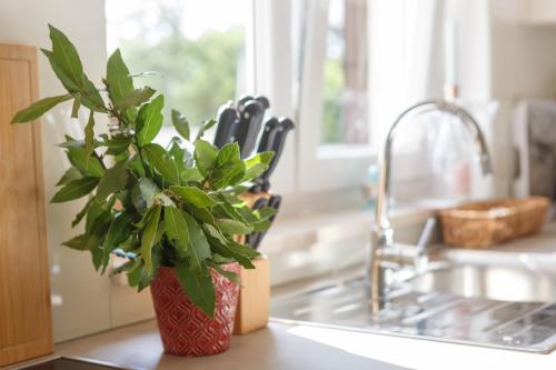 a plant sitting on a kitchen counter next to a sink at Villa AntoNada in Krk