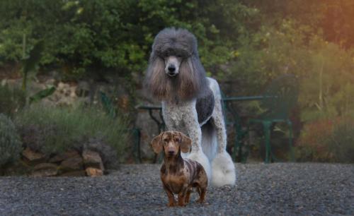 a dog standing in front of a large dog at Maison Hirondelles Hôtes in Mézières-sur-Issoire