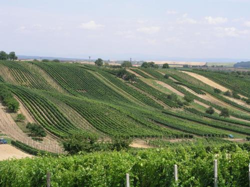 an image of a vineyard with green crops at Adalbert penzion Čejkovice in Čejkovice