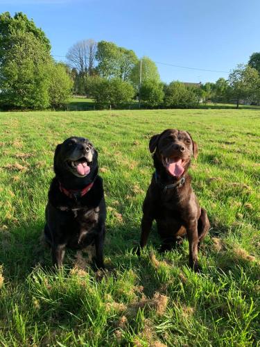 two dogs sitting in the grass in a field at Maison la touchardiere in Barenton