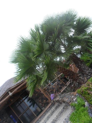 a palm tree on the side of a building at Casa De France in Porto Novo