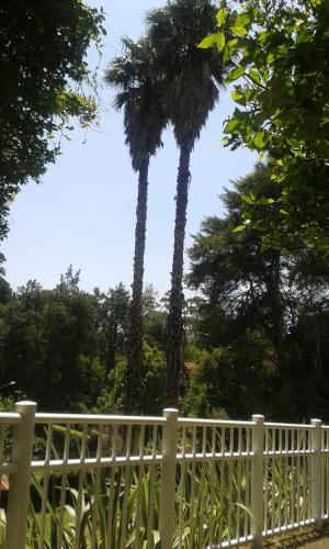 two palm trees behind a white fence at Pousada Matitaterê in Teresópolis