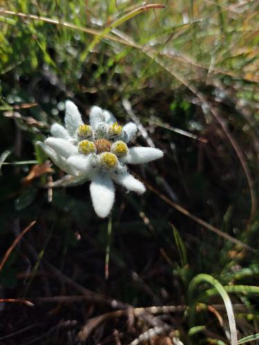 a white flower sitting in the grass at Haus Sandra in Alpbach