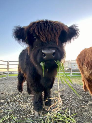 a cow is eating grass in a field at Seacroft Estate in Apollo Bay
