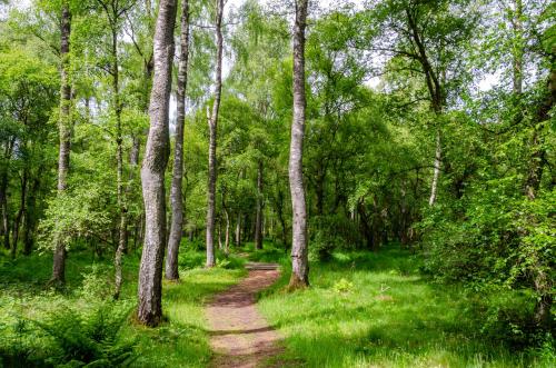 a dirt trail through a forest with trees at Drumshademuir Caravan & Camping Park in Glamis